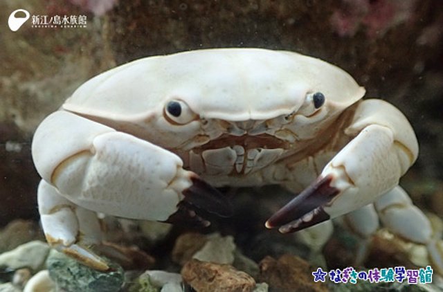新江ノ島水族館 名前のユニークさだけでも個性的な スベスベマンジュウガニ の とても珍しい白い個体を なぎさの体験学習館 2階でご紹介しています 新着生物 まっ白な体はまさに おまんじゅう T Co Aoiysdwprt