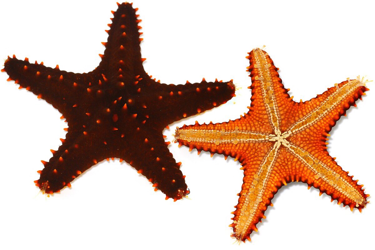 ゆうじ 樫西海岸の浅場で見つけた巨大ヒトデ 写真だとうまく大きさが伝わらないが 私がこれまでの人生で見たヒトデの中でもぶっちぎりの大きさ 全長約30cmはあり 海底に沈んでいるこれを見た時 ってなった これもコブヒトデモドキなのだろうか