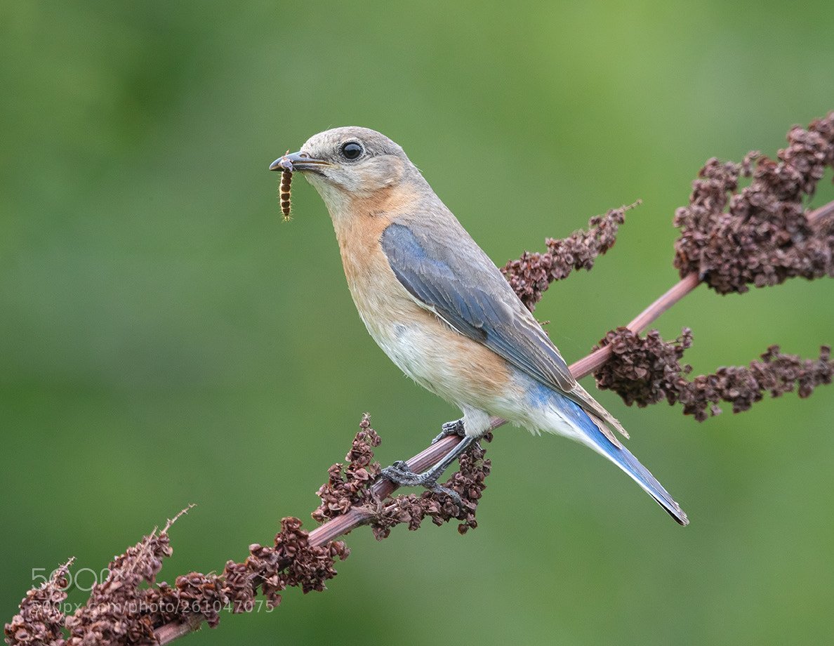 Female Eastern Bluebird (Elizabeth E. / USA). #photo. pic.twitter.com/hmSJW...