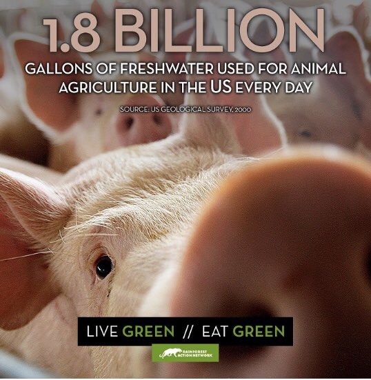 Cowspiracy's tweet photo. 1.8 Billion Gallons💧used for animal agriculture in the U.S. EVERY DAY.
#worldenvironmentday 
repost @rainforestactionnetwork 
#cowspiracy #animalagriculture #waterscarcity #water #goplantbased #vegan #loveyourmother https://t.co/4fmTbNOA78