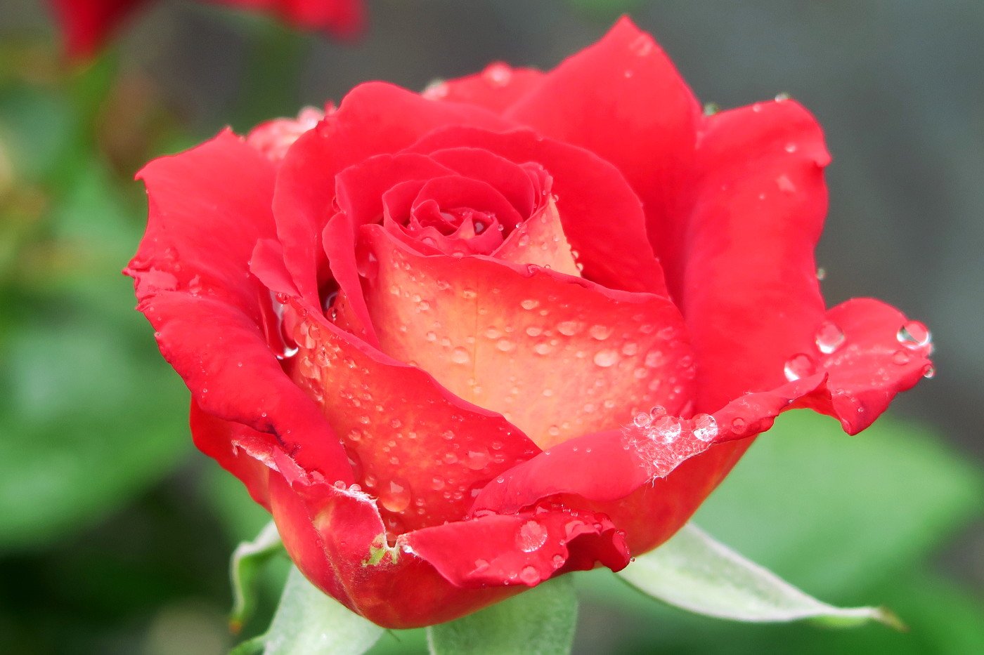 旧古河庭園 クレオパトラ 私見ですがクレオパトラは真っ赤な花びらの裏に黄色が見え隠れする まさにこのバラ のイメージ 彼女は権力を手に入れるためにバラの香りを利用したと言われています 旧古河庭園 バラ T Co Wwxxzhtmxh Twitter