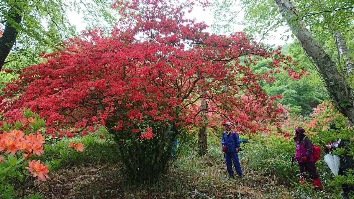 赤城山 青木別館 赤城白樺牧場ツツジ観賞特別ツアー情報 レンゲツツジ会長が本日のツアーで この見事な山ツツジ をご覧になり一言 しだれつつじ だね 枝がたれさがる程の高密度山ツツジに万歳 赤城山 白樺牧場 ツツジツアー 赤城山 青木別館 赤城白樺牧場ツツジ観賞特別ツアー情報 レンゲツツジ会長が本日のツアーで この見事な山ツツジ をご覧になり一言 しだれつつじ だね 枝がたれさがる程の高密度山ツツジに万歳 赤城山 白樺牧場 ツツジツアー