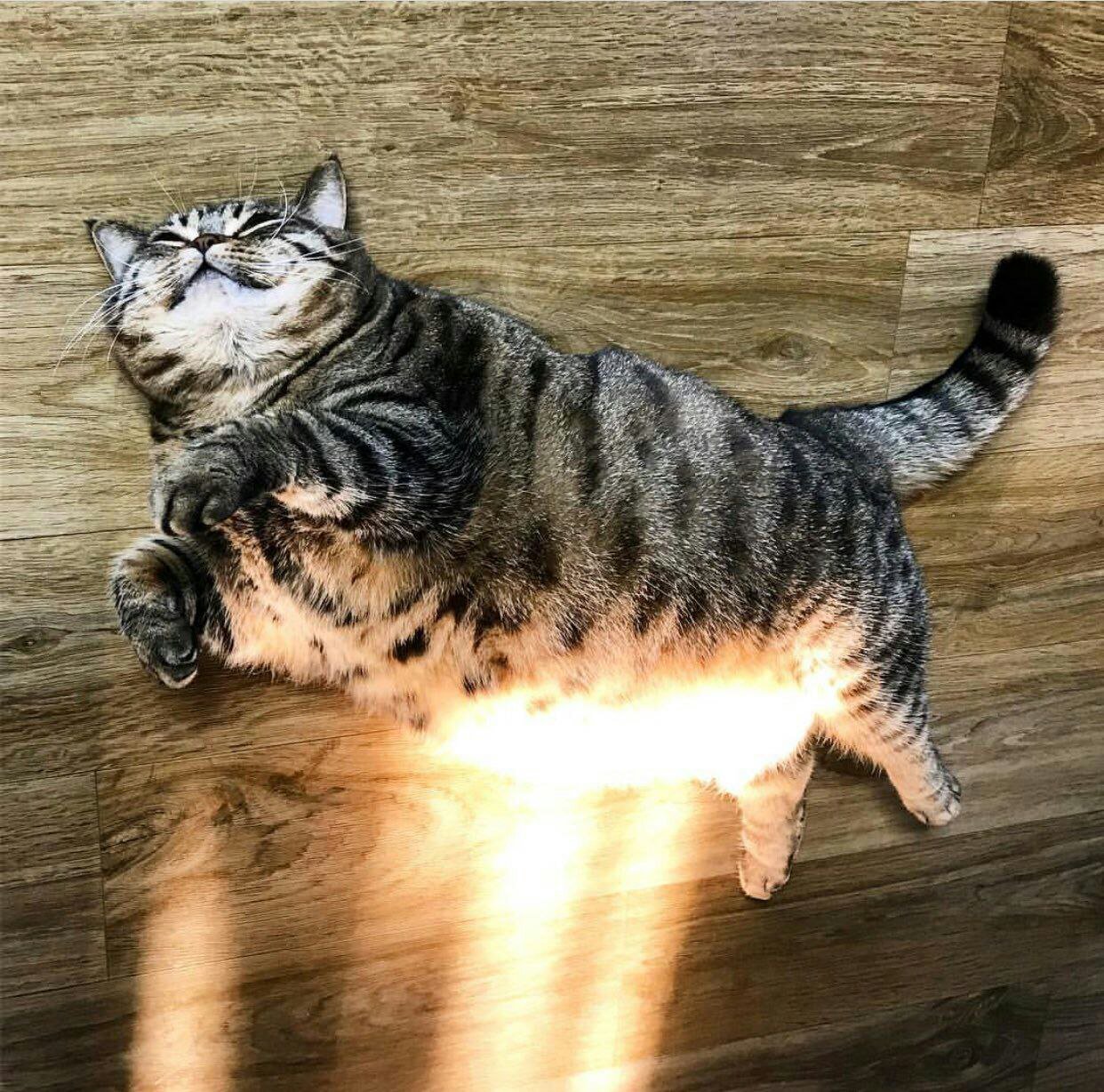 Тепло солнце кот