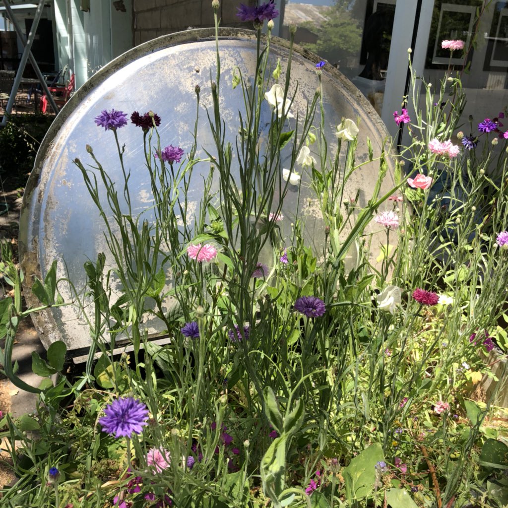 JacquardProduct's tweet photo. We planted flowers in some of our old mixing vessels rather than recycling them. Check out these beautiful California wildflowers! Have you ever seen cooler planters? 🌻🌵🌷#plantflowers #makepaint #jacquardproducts https://t.co/9Dqyi0qu6b