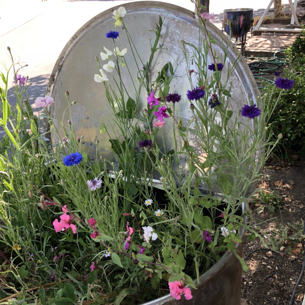 JacquardProduct's tweet photo. We planted flowers in some of our old mixing vessels rather than recycling them. Check out these beautiful California wildflowers! Have you ever seen cooler planters? 🌻🌵🌷#plantflowers #makepaint #jacquardproducts https://t.co/9Dqyi0qu6b