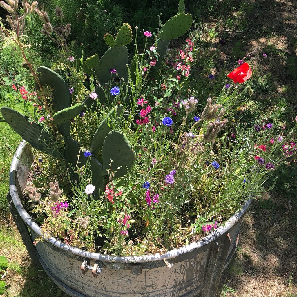 JacquardProduct's tweet photo. We planted flowers in some of our old mixing vessels rather than recycling them. Check out these beautiful California wildflowers! Have you ever seen cooler planters? 🌻🌵🌷#plantflowers #makepaint #jacquardproducts https://t.co/9Dqyi0qu6b