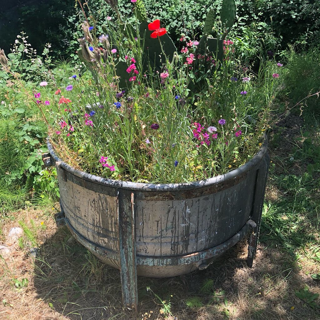 JacquardProduct's tweet photo. We planted flowers in some of our old mixing vessels rather than recycling them. Check out these beautiful California wildflowers! Have you ever seen cooler planters? 🌻🌵🌷#plantflowers #makepaint #jacquardproducts https://t.co/9Dqyi0qu6b