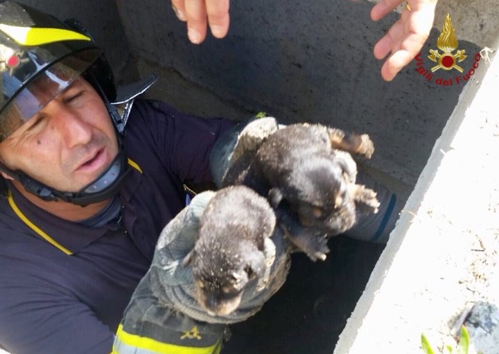 Stamattina i Vigili del Fuoco ci informano che nove cuccioli di cane sono stati recuperati in un canale di scolo sul lungomare di Davoli. La vita è fatta di giorni che apparentemente non significano niente e di momenti che danno un senso a tutto.