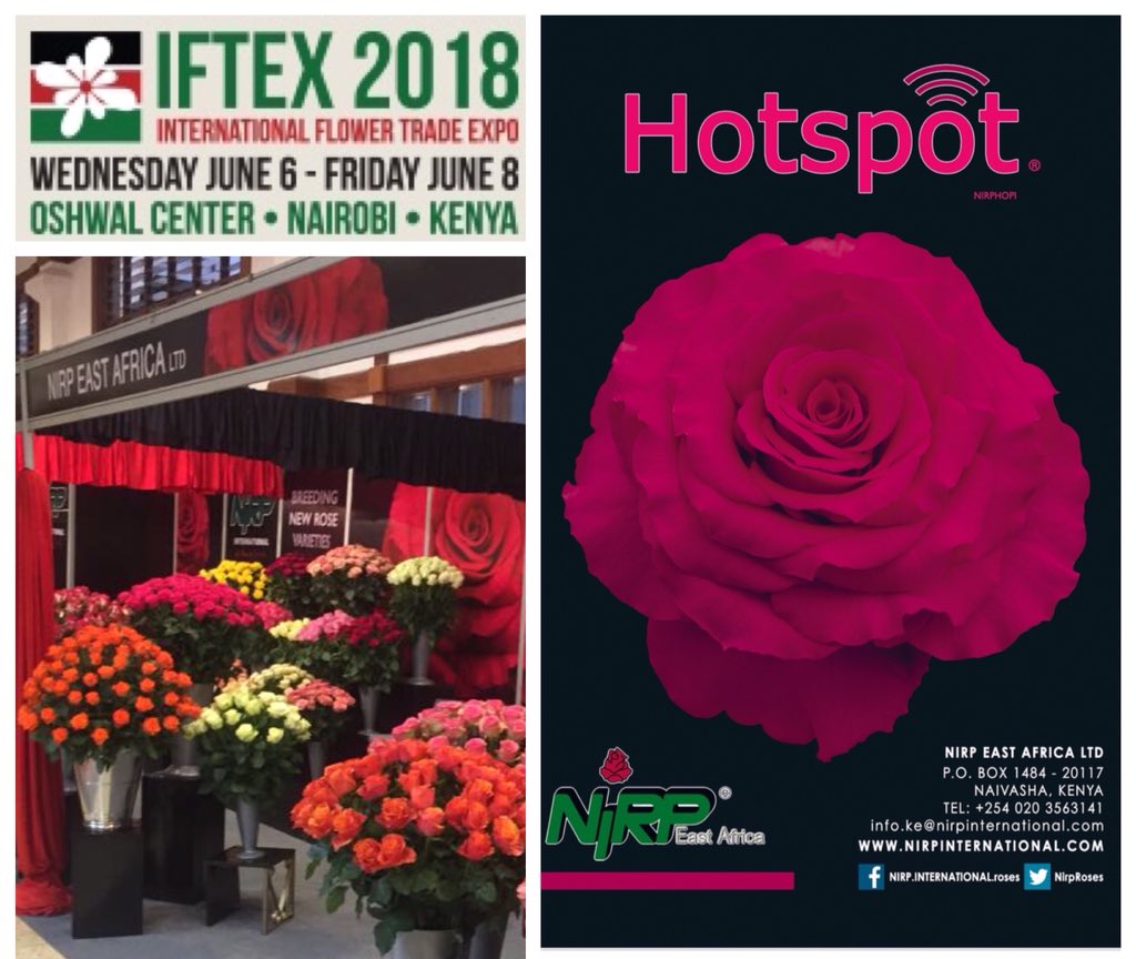 NirpRoses's tweet photo. #IFTEX2018 🌹 You are welcome on NIRP stand to discover ‘HOTSPOT’ and many other new varieties! 🌹 #roses #florist https://t.co/7CH7UsTast