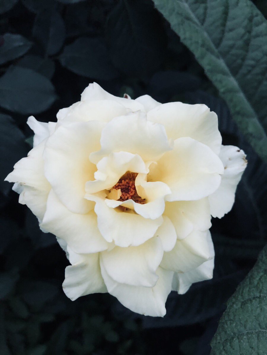 AzonaRing's tweet photo. 有一陣子��有發文了。
爺爺種植的月季花今年也有開花，只是我不太會拍。 https://t.co/8BAvkBPMmh