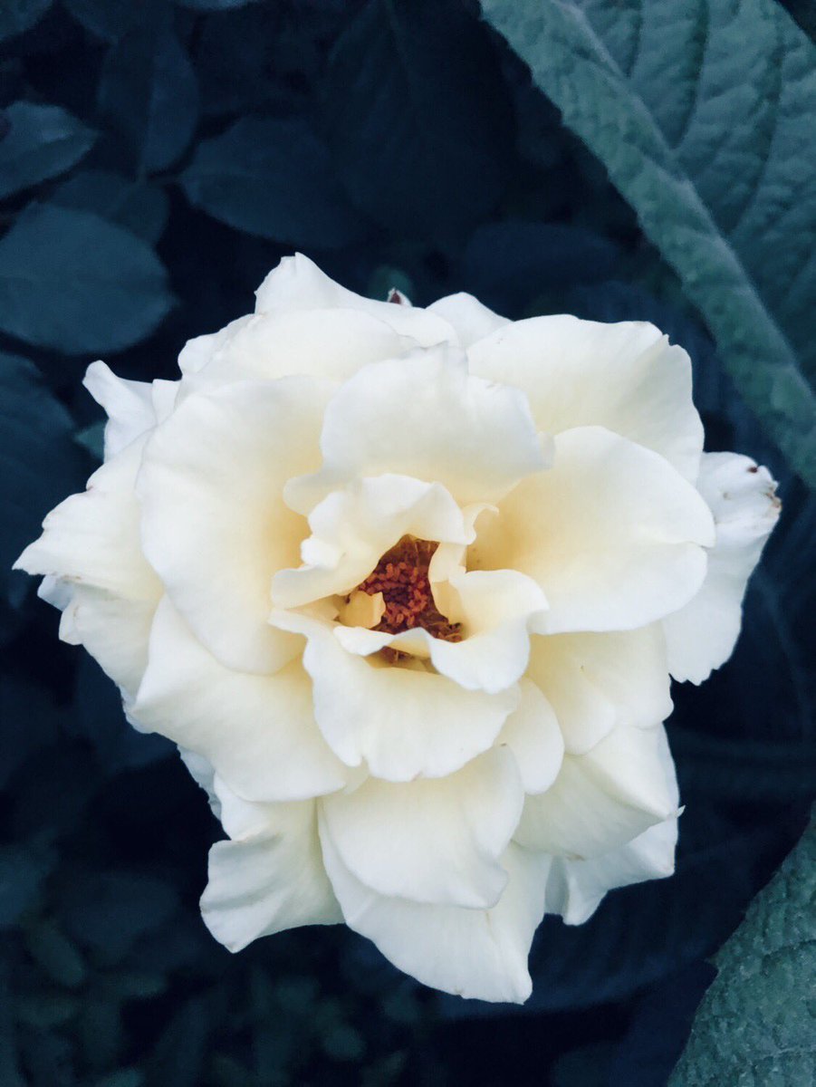 AzonaRing's tweet photo. 有一陣子��有發文了。
爺爺種植的月季花今年也有開花，只是我不太會拍。 https://t.co/8BAvkBPMmh