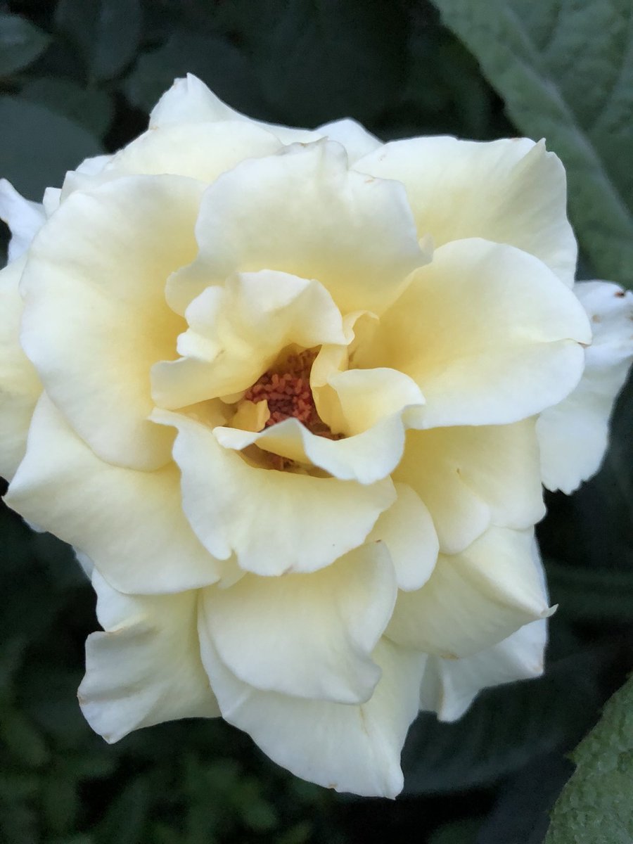 AzonaRing's tweet photo. 有一陣子��有發文了。
爺爺種植的月季花今年也有開花，只是我不太會拍。 https://t.co/8BAvkBPMmh
