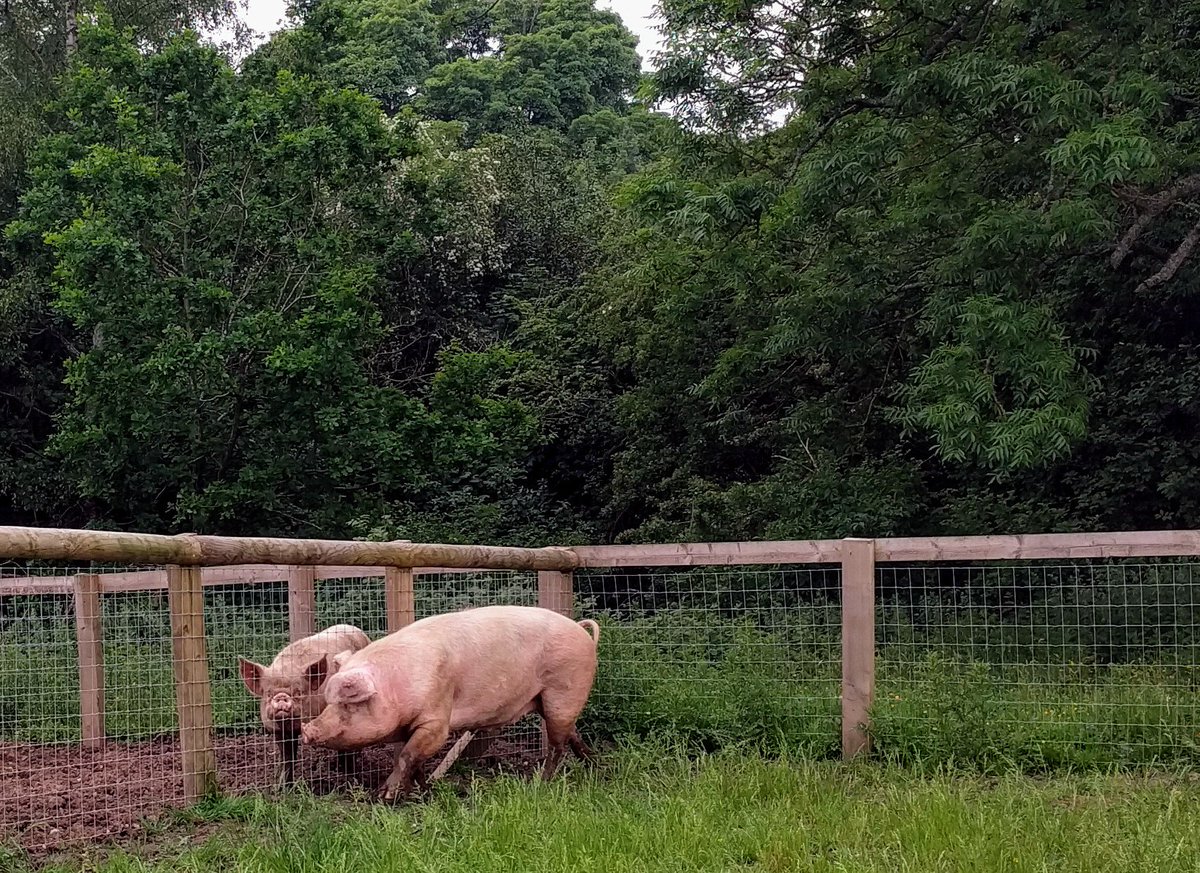 BPA Junior Pig Club tweet media