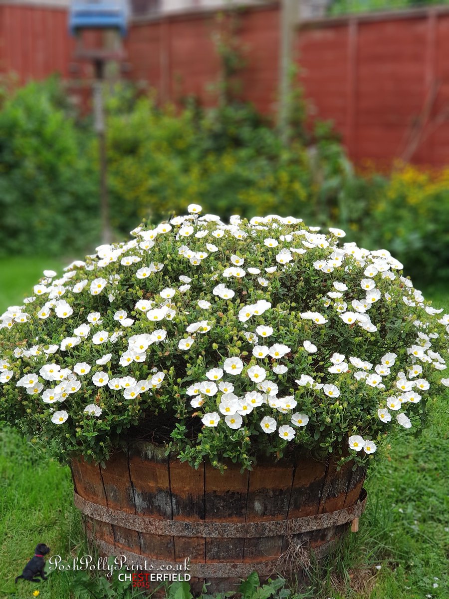 poshpollyprints's tweet photo. Good Morning...This has to be my favourite garden plant at the moment! The flowers last for just ONE DAY!...they are such Happy Flowers...make me smile every day!! The barrel was a bargain purchase of just £3 which also makes me smile too!! #UpCycling #OneMansJunk is #MyTreasure https://t.co/xw0HmSgbsk