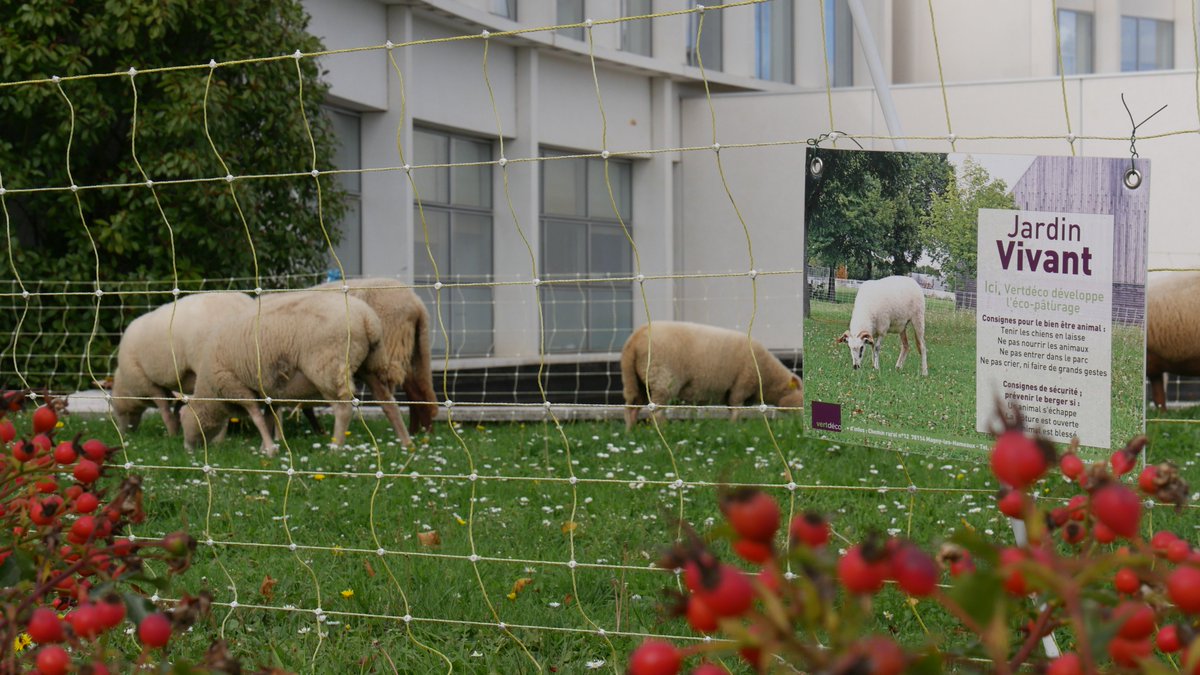 SauvajeJardin's tweet photo. Animation autour des #moutons dans le cadre d'un projet sur l'#ecopaturage avec le ministère des affaires étrangères @francediplo Découverte de nos 3 races : #solognote, #charmoise, #thones_et_marthod ! https://t.co/RtT7al4ckn https://t.co/pYGRvSvuBT