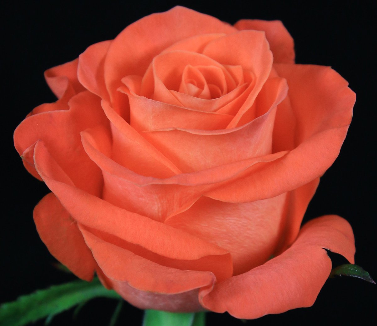 RuiterRoyal's tweet photo. A touch of Orange with Comanche®, Orange Crush®, Oranda®, Royal Flush® & Tropical Amazone! #IFTEX2018 here we go, De Ruiter East Africa welcomes you to stand B4.12 #cutroses #novelties https://t.co/DzDIPolbpB