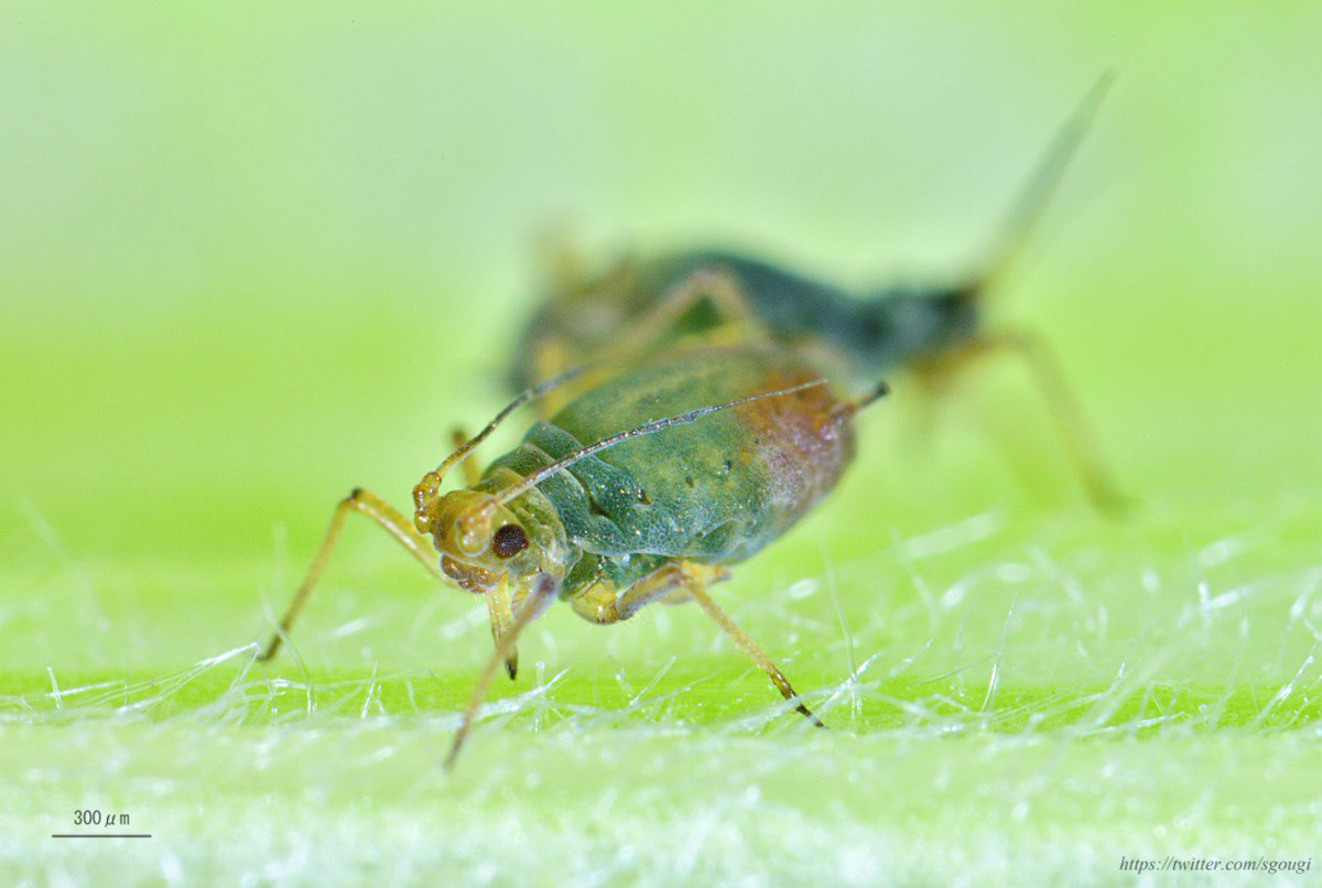 ごうぎ しげる على تويتر 頂いたトウモロコシにいたアブラムシを撮影 ムギクビレアブラムシではないかと予想しています 寄生していた トウモロコシの皮を適当に切って敷いたシャーレの中で 生き延びております 余った皮のいくらかを冷蔵庫で保存したので 標本
