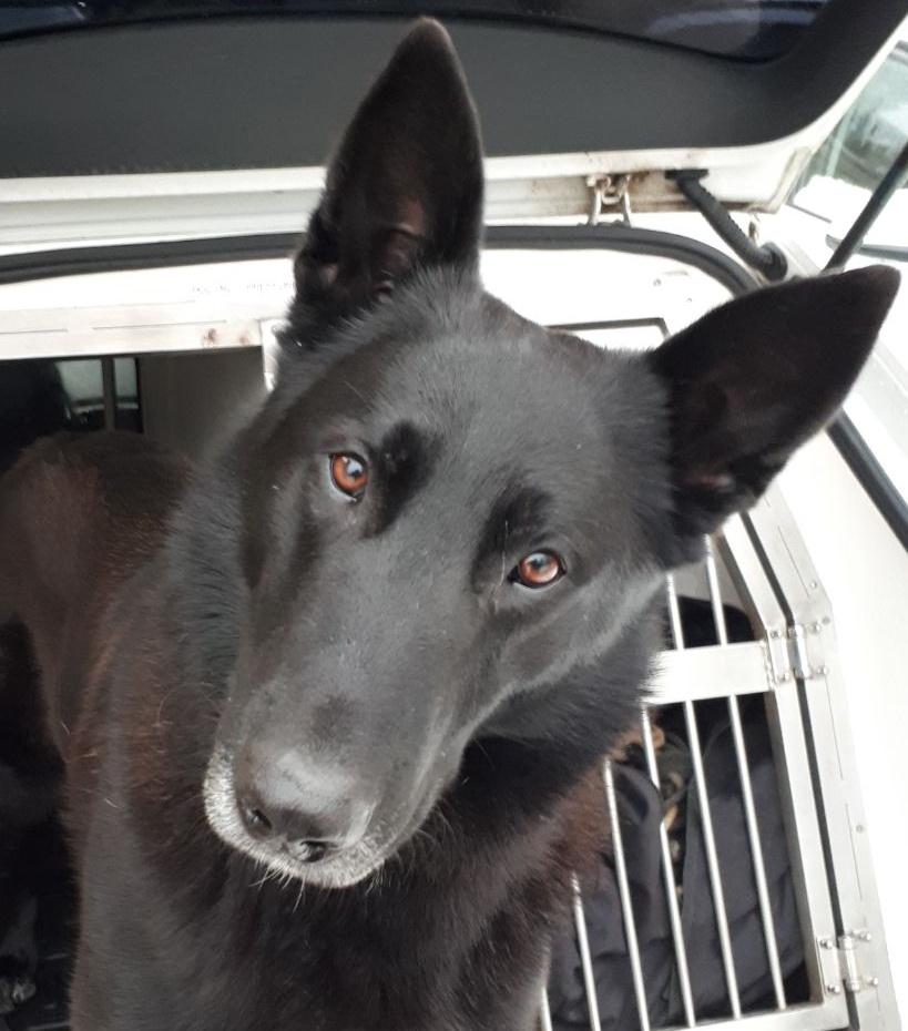 BuzzPd's tweet photo. @OPUWarks @OPUWorcs @OPUHereford CM did you forget someone? @K999Cops Typical chimps! Especially after we dog walkers found a very important piece of ARV kit #cakeoffence https://t.co/MqZkJHm1KD