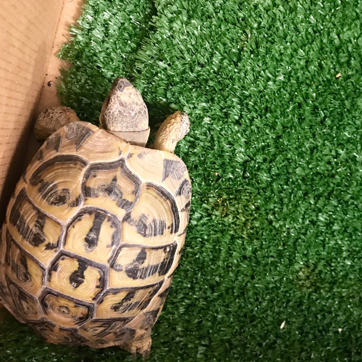 nameisKat's tweet photo. It’s Bring Your Pets to Work Day at #LeoVegas (aka best day of the year)! We are taking this opportunity to support our friends at Animal Guardians Malta and the Association for Abandoned Animals ❤️ https://t.co/v59zcWoxef