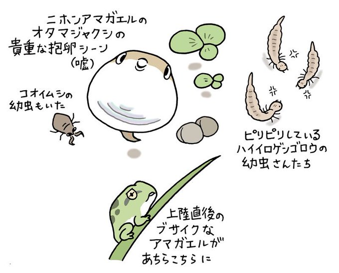かえるの日のtwitterイラスト検索結果 かえるの日のtwitterイラスト検索結果