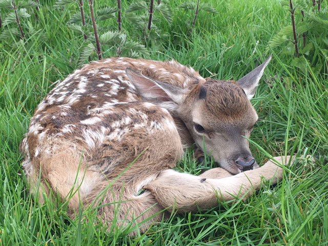 Over the next few months our female deer will begin to give birth to their young. Please keep your distance as they can become very protective of their babies.