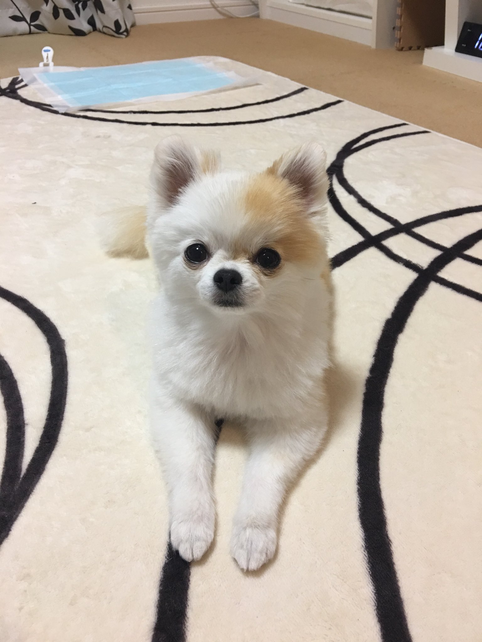 そら太郎 夏バージョン ポメチー チーポメ サマーカット T Co Pdkzlaad6x Twitter
