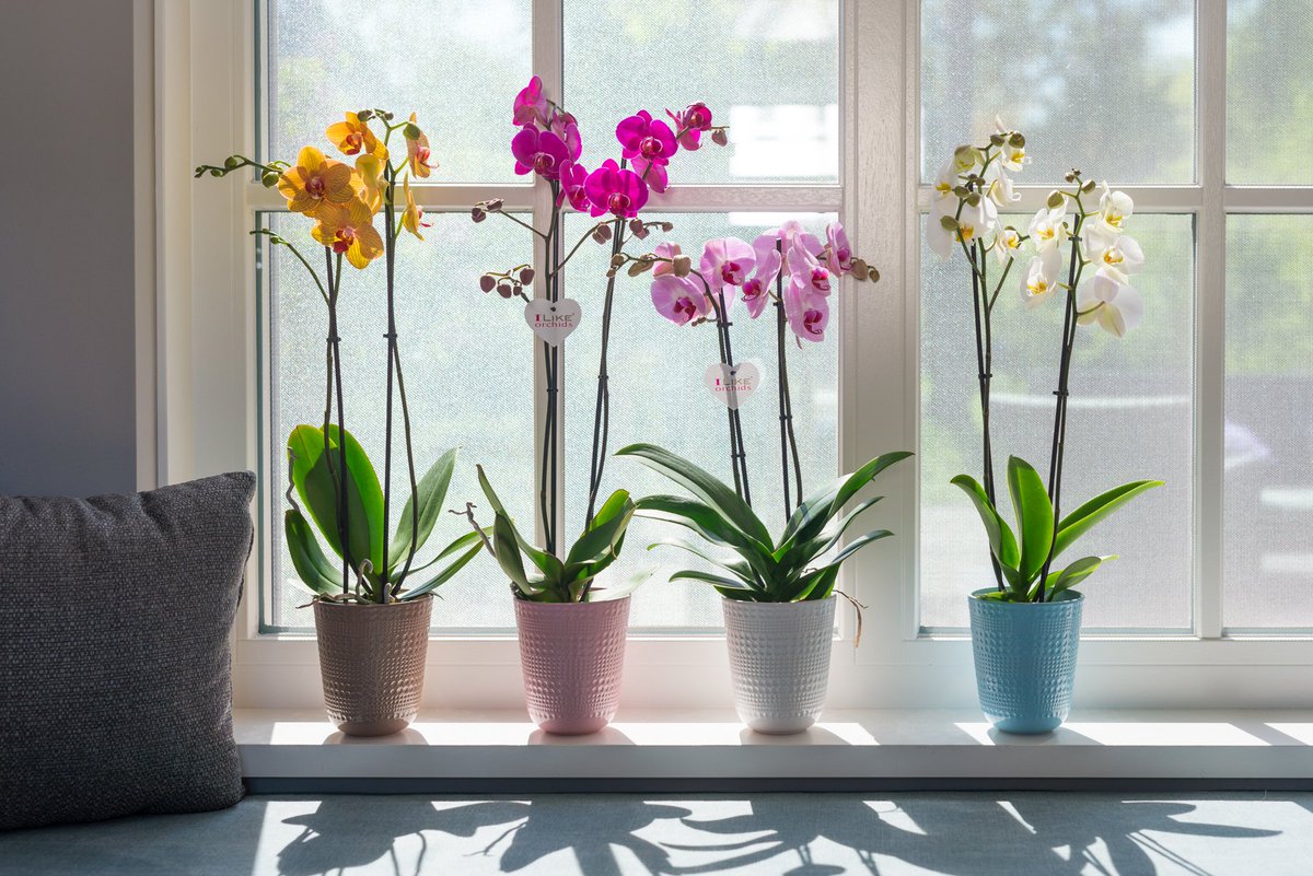 Levoplant tweet media