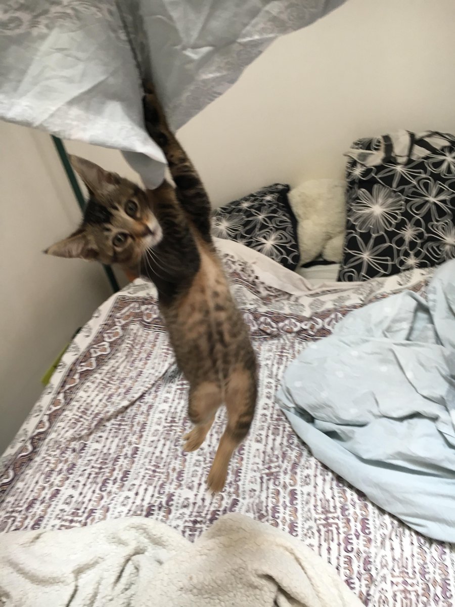 PDryades's tweet photo. I'd like to be a kitten again!
https://t.co/gi35IUOrq5 https://t.co/QTkJtbeWje