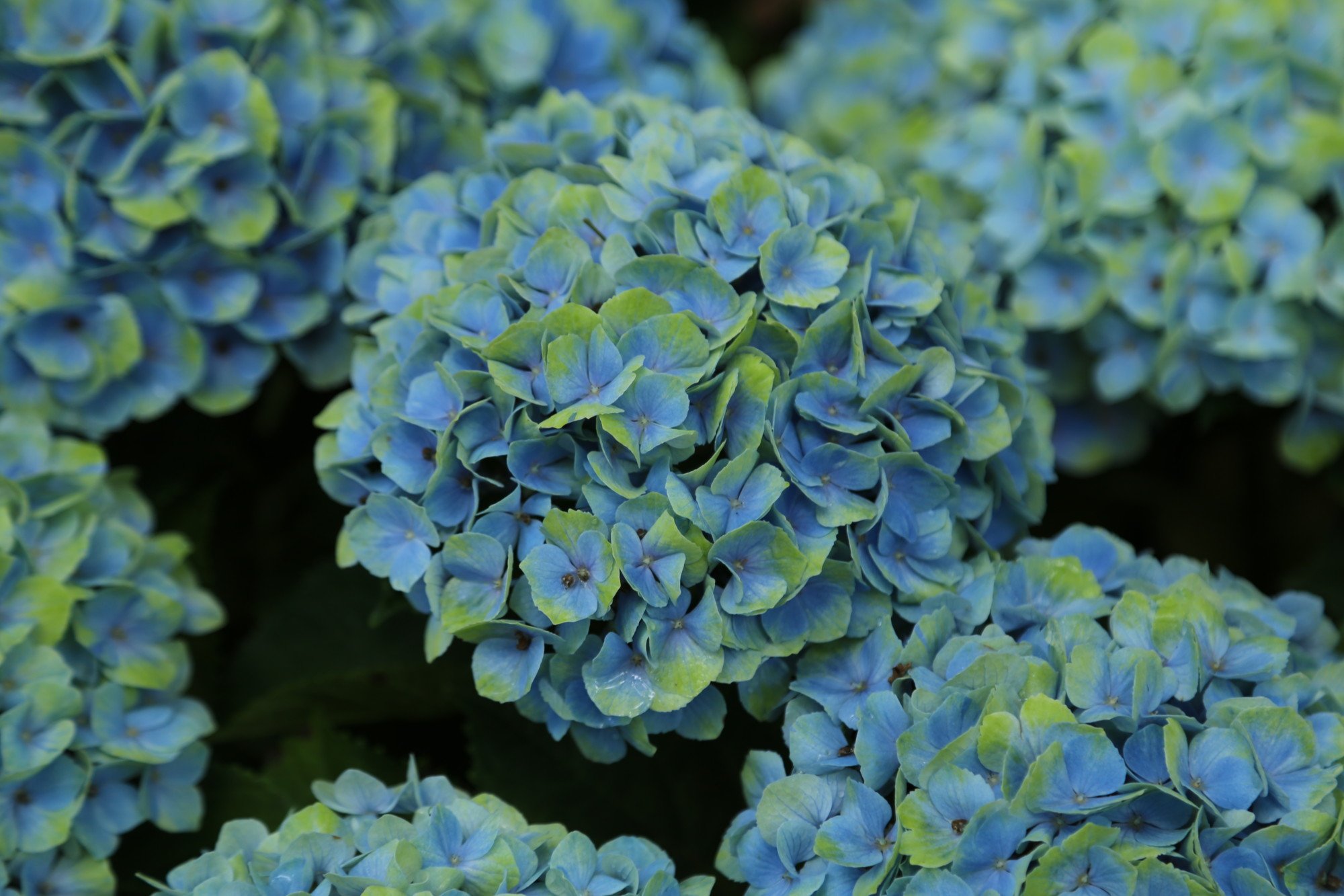 Twitter 上的 神戸市広報 6月16日 土 からはじまる森林植物園 森の中のあじさい散策 西日本有数の紫陽花スポットである神戸市立森林植物園 では 350品種 約50 000株の紫陽花が花開こうとしています T Co 5mnjon1p3q T Co Pxdetc8ldm Twitter