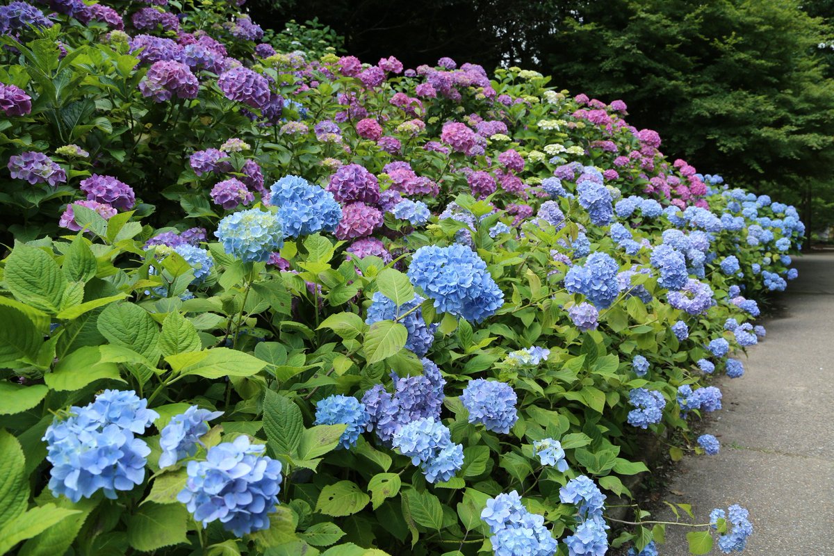 神戸市広報 Auf Twitter 6月16日 土 からはじまる森林植物園 森の中のあじさい散策 西日本有数の紫陽花スポットである神戸市立 森林植物園では 350品種 約50 000株の紫陽花が花開こうとしています T Co 5mnjon1p3q T Co Pxdetc8ldm Twitter