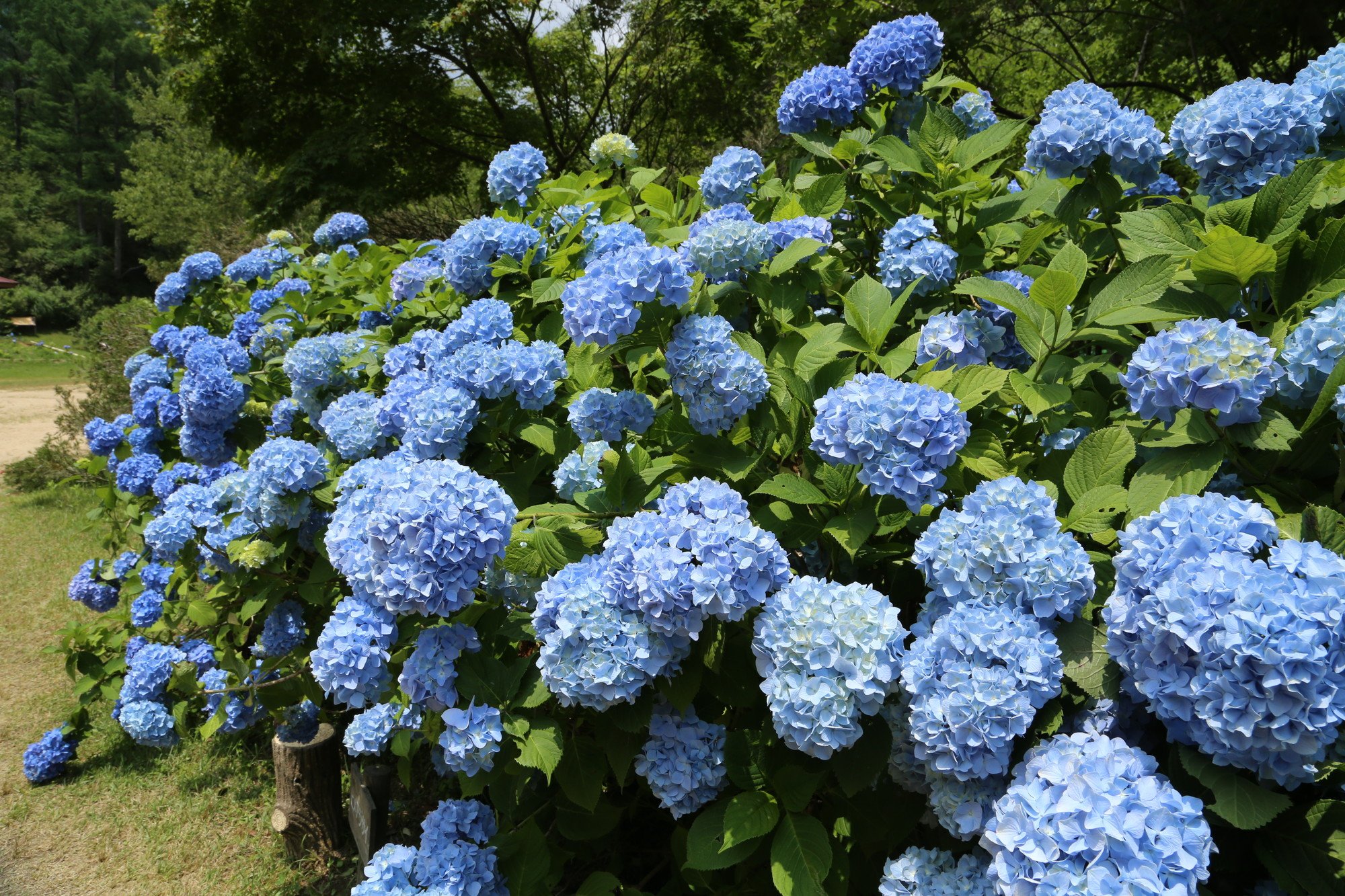神戸市広報 6月16日 土 からはじまる森林植物園 森の中のあじさい散策 西日本有数の紫陽花スポットである神戸市立森林植物園 では 350品種 約50 000株の紫陽花が花開こうとしています T Co 5mnjon1p3q T Co Pxdetc8ldm Twitter
