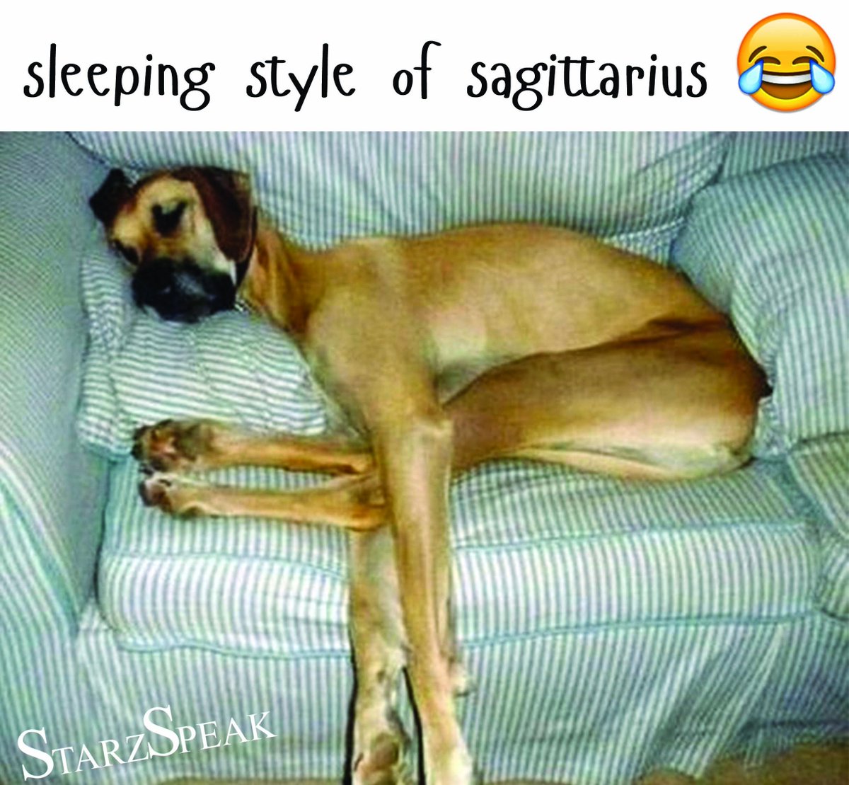 Starz_Speak's tweet photo. #Sagittarius #sleeping #sleepy #SAGITARIO #Dog #pets #petlovers #style #styleyourplay #memesdaily #Memes #sarcasm #sarcastic #AnimalLovers #animals #AnimalKingdom #AnimalRights #funny #gag https://t.co/u9v8epKnZo