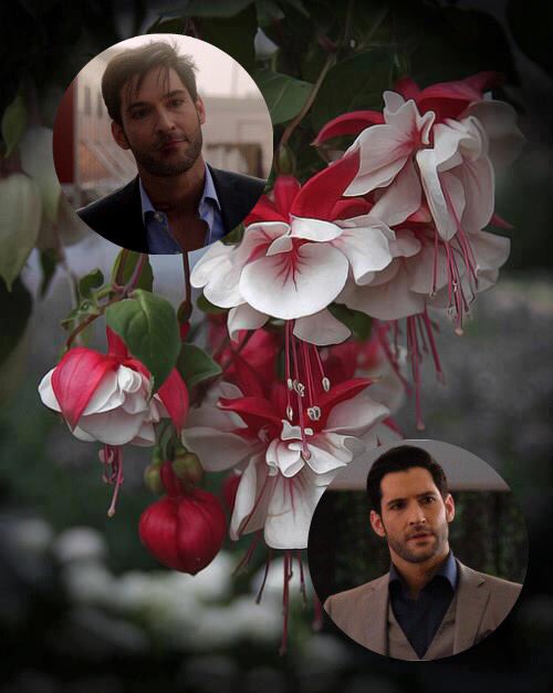 KaySpn13's tweet photo. #SaveLucifer #PickUpLucifer we really need more seasons of this devil https://t.co/2JhYFGQm5u