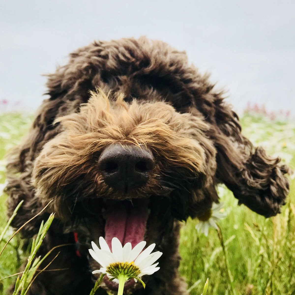 Cockapoo Mad tweet media