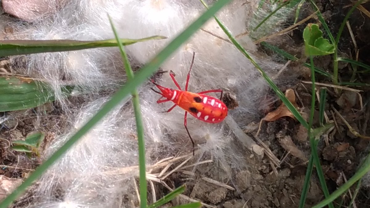 트위터의 ヤマサキハナコ 님 台南郊外の公園で綿の木の周りでフワフワしてた綿に赤い虫めっちゃおった よう見たらキレイ うそもんみたい 何虫かしら