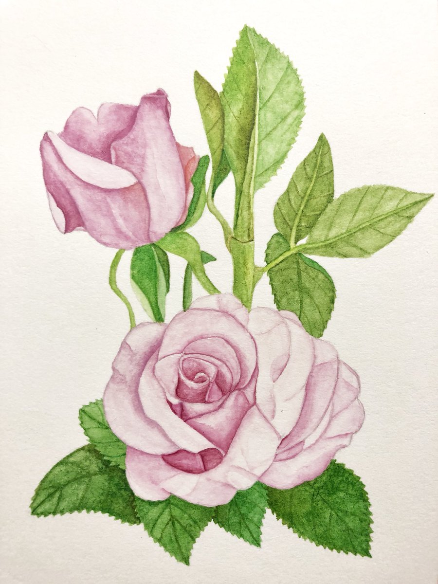 ねこぜや Twitterissa シンプルに薔薇を描いてみた 初めて描いたから 汚い 薔薇 花 イラスト好きさんと繋がりたい Flower