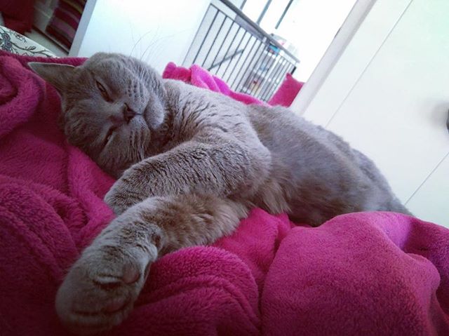 RonaldAndMarley's tweet photo. 🐱👀Dreaming💭🍔🌭🍖🍕 #cats_of_instagram #catsofworld #bluebritishshorthair #catsofinstagram #dreamingwithfood https://t.co/sNz29w4BFa https://t.co/9GlQt2fEln