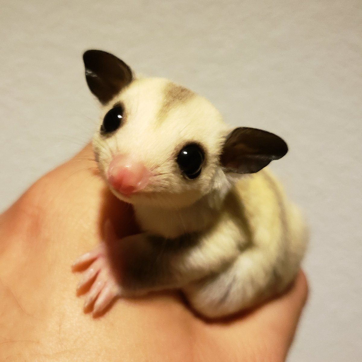 MidExoPets's tweet image. 