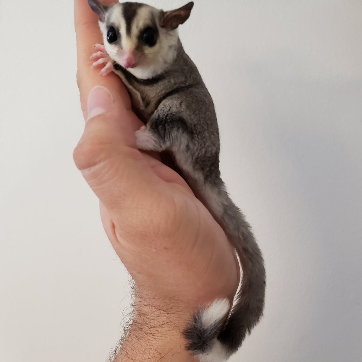 MidExoPets's tweet image. 