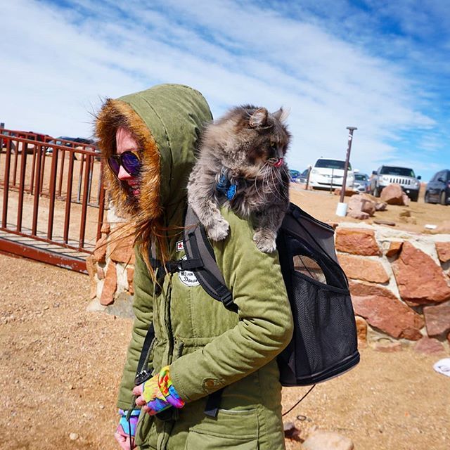KitsuneSFC's tweet photo. #TonguesOutTuesday on the top of Pikes Peak!
.
.
.
.
.
#adventurecat #epicadventurecat #epicadventure #explore #greatoutdoors #catonleash #coloradountamed #siberiancat #epiccatchronicles #hiking #siberian #epiccat #catsofworld #catastic #awesome #tot #ca… https://t.co/hRhqJTYW2C https://t.co/tZYgHBg1WM