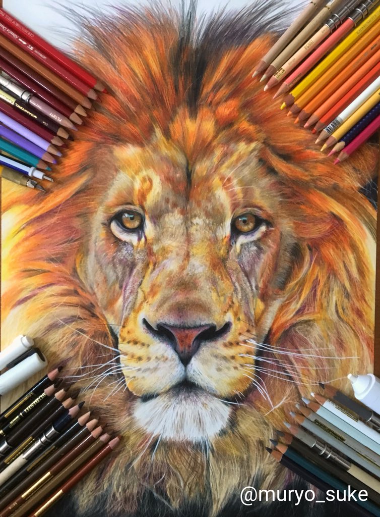 色鉛筆でライオン描きました🎨✏️ かかった時間は20時間くらいです