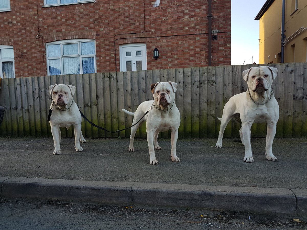 DarksideUk's tweet photo. I told them that @MatthewDaddario said that he loved dogs..... so they posed for him. 😎

#Shadowhunters #Malec #workingdogs #americanbulldogs #darksideuk #familyispower #RenewShadowhuntersS4 #RENEWSHADOWHUNTERS https://t.co/GxMXxeeLmH