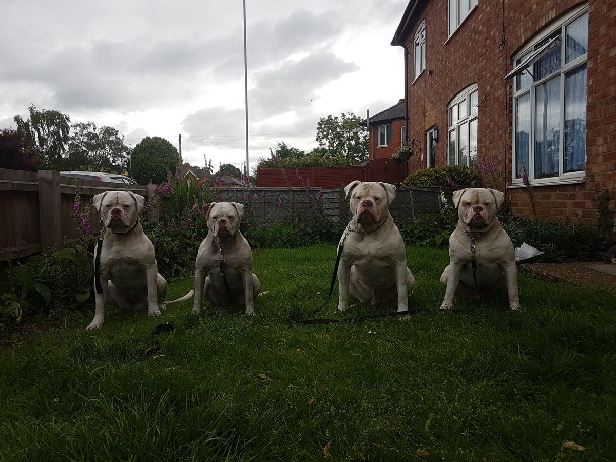 DarksideUk's tweet photo. I told them that @MatthewDaddario said that he loved dogs..... so they posed for him. 😎

#Shadowhunters #Malec #workingdogs #americanbulldogs #darksideuk #familyispower #RenewShadowhuntersS4 #RENEWSHADOWHUNTERS https://t.co/GxMXxeeLmH