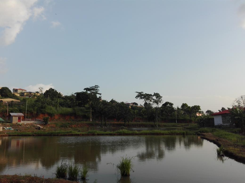 sosowaka's tweet photo. ETOK KOSS

One of the locals' favorite foods is Grilled Fish, Cameroonian's style. During the day, when it comes to tasting the freshest and one of the most delicious in town, Simbock's Etok Koss remains a place to go. Grilled Fish and Sunset...

#Yaounde #Gastronomy https://t.co/8kBlnABRFE