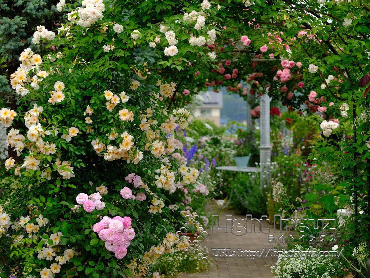 その江 バラのアーチ バラ 薔薇 ガーデン 庭 バラの庭 オープンガーデン その江