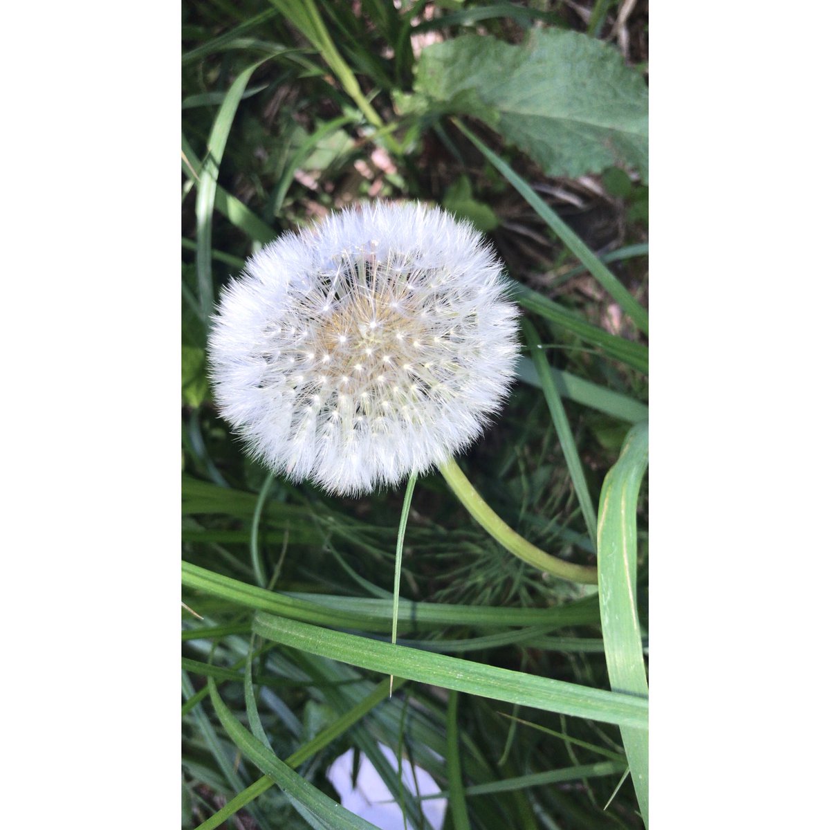 camera__weather's tweet photo. わたげ❀✿
・
・
・
#わたげ #生え変わり #❀✿ https://t.co/Ms81ShNb9X