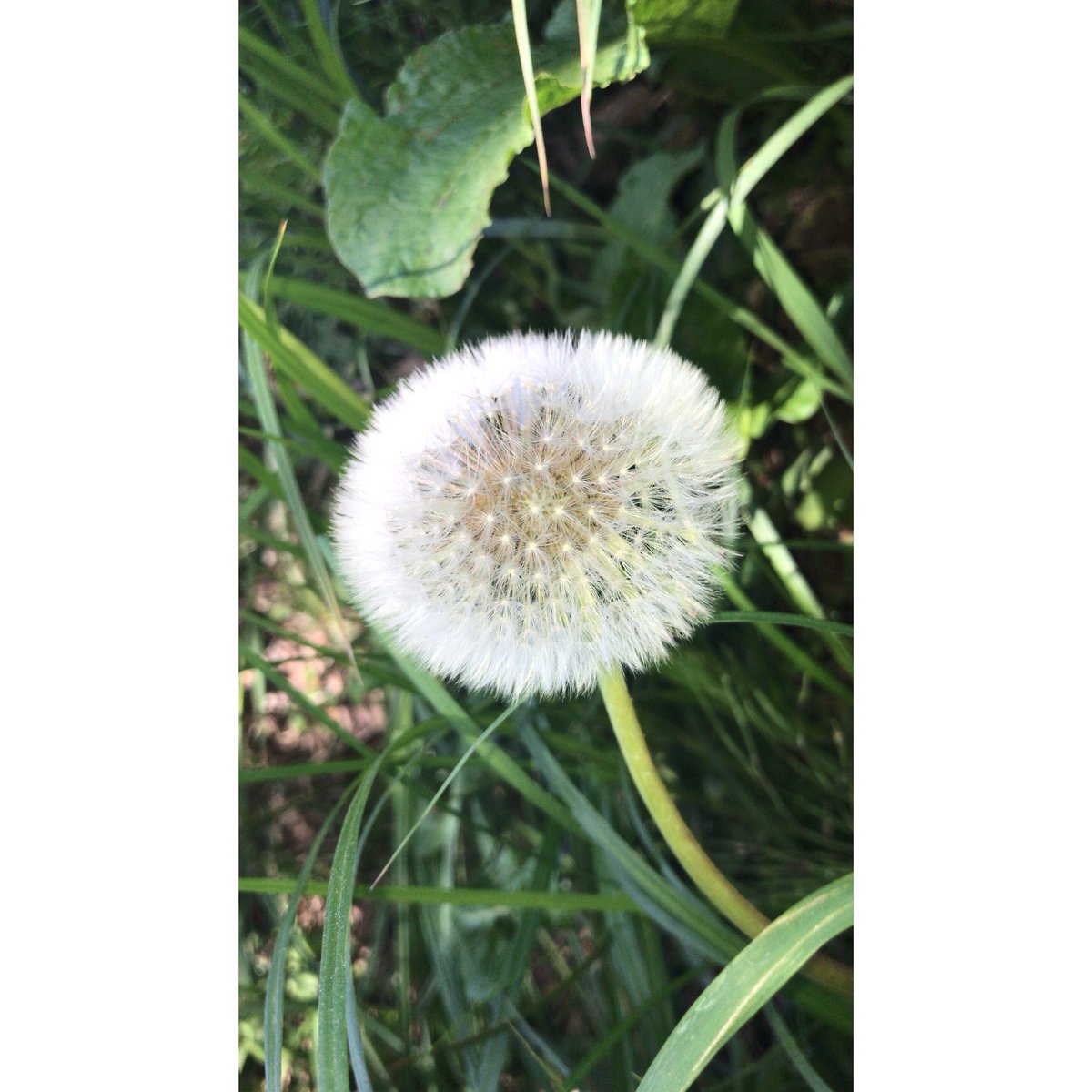 camera__weather's tweet photo. わたげ❀✿
・
・
・
#わたげ #生え変わり #❀✿ https://t.co/Ms81ShNb9X