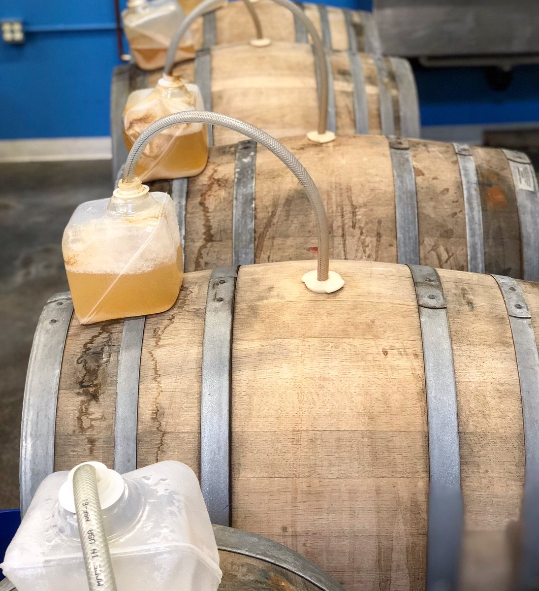 fremontbrewing's tweet photo. A rustic, tart Saison fermenting in white wine barrels. Once fermentation is complete, we’ll place bungs in the barrels and age them until….well, until they’re ready.
#fremonteast #winebarrels #primaryfermentation #saison #blackheronproject #becausebeermatters https://t.co/8oYvK2CGwl