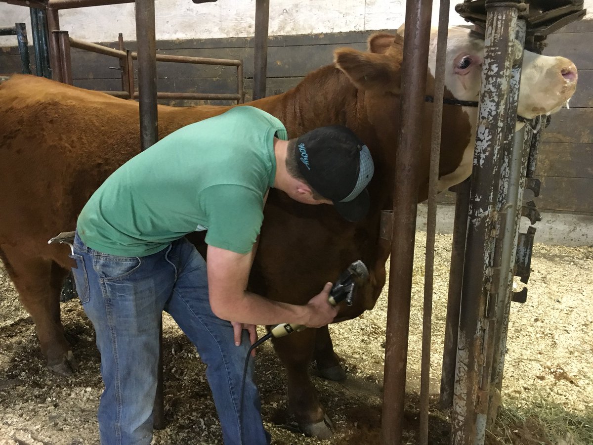 gcjshiningstar's tweet photo. Now that grad is behind us- son gets busy clipping up the steer for 4-H show and sale Tuesday.
#nicandgouge   #4halberta #bleedgreen #4hpride https://t.co/gYpDPY6EZC