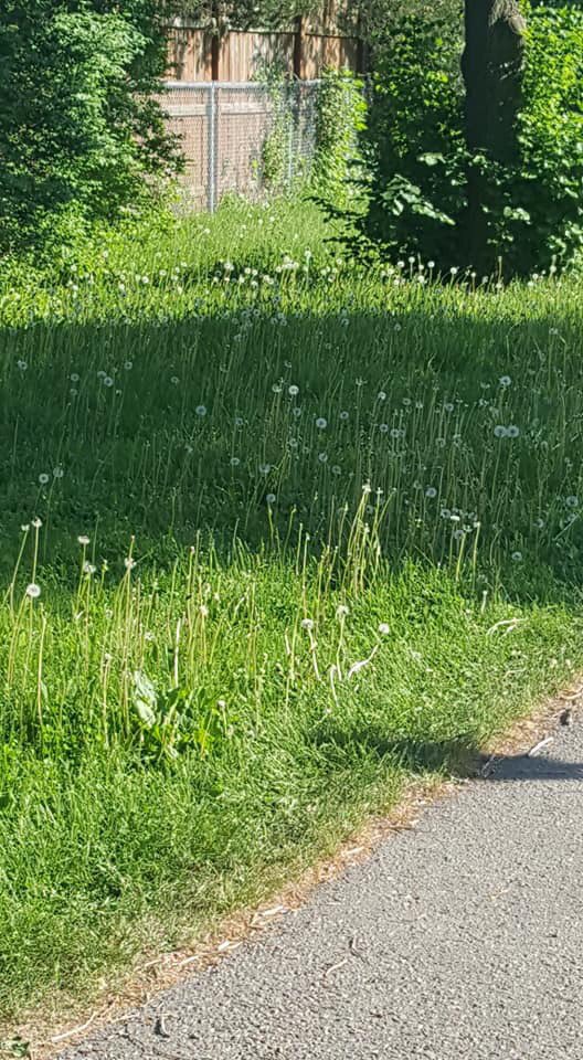 ChattyKEB's tweet image. @oshawacity tax dollars at work. Are the city lawn maintenance crews on strike? #allergyseason #bugcentral #whydoipaytaxes #parks #oshawa #keepourcitylookingnice